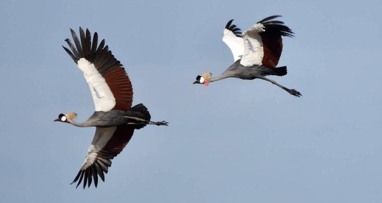 Safari dans le parc national de Kafue 3 jours/2 nuits - Across Africa Tours & Travel 1