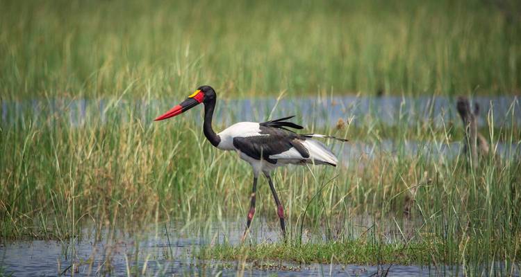 Safari dans le parc national de Kafue 3 jours/2 nuits - Across Africa Tours & Travel 7