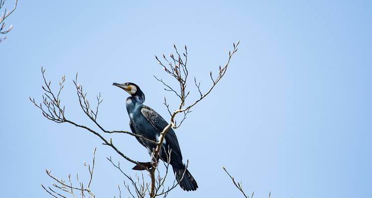Bird-Watching Adventure at Lochinvar National Park 3 Days/2 Nights - Across Africa Tours & Travel 1
