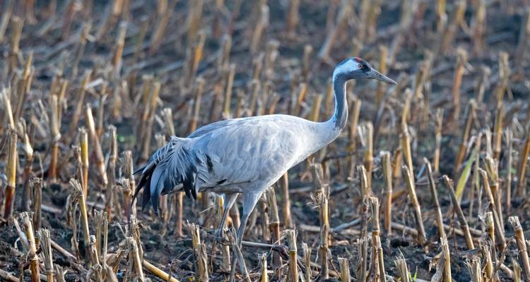 Bird-Watching Adventure at Lochinvar National Park 3 Days/2 Nights - Across Africa Tours & Travel 2