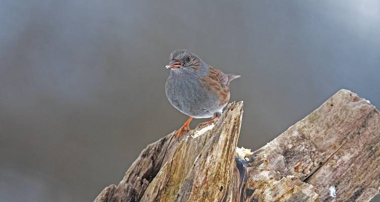 Bird-Watching Adventure at Lochinvar National Park 3 Days/2 Nights - Across Africa Tours & Travel 3