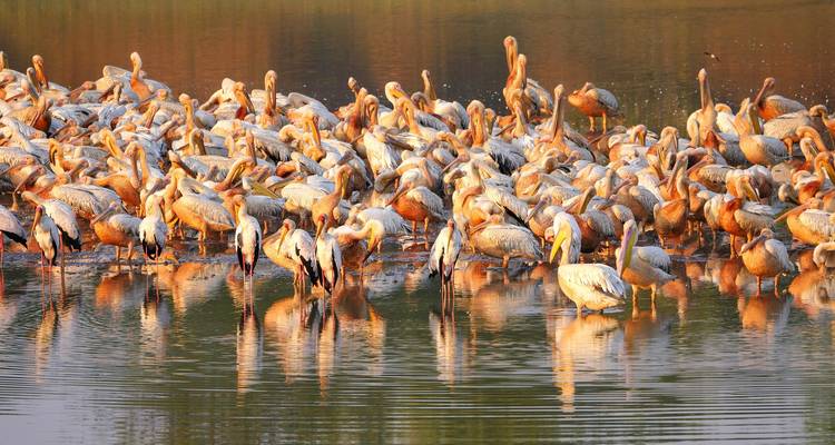 Bird-Watching Adventure at Lochinvar National Park 3 Days/2 Nights - Across Africa Tours & Travel 4