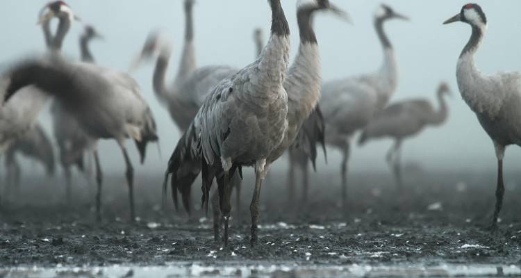 Bird-Watching Adventure at Lochinvar National Park 3 Days/2 Nights - Across Africa Tours & Travel 6