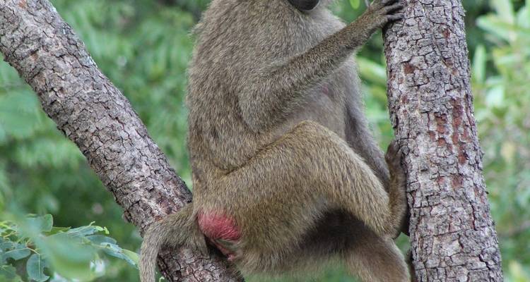 Une aventure culturelle et animalière 9 jours/8 nuits - Across Africa Tours & Travel 2