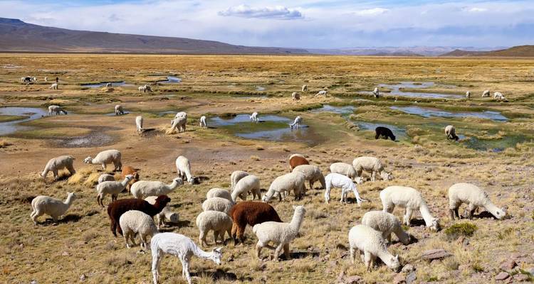 Circuit Pérou, Bolivie et Chili - 21 jours de merveilles naturelles et de mysticisme inca - Oasis Travel 4