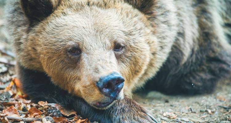 Gros plan d'un ours brun se reposant sur un tapis de feuilles en forêt