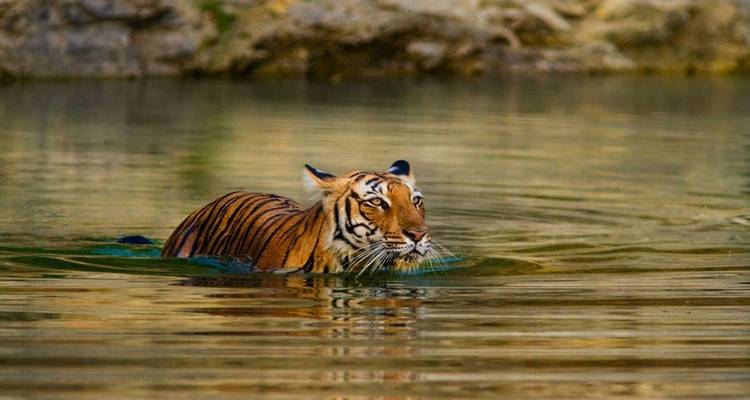 Circuit de 12 jours dans le Triangle d'Or avec Udaipur et safari tigre - Taj tour trips 1