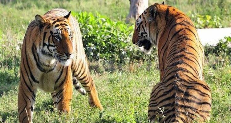 Circuit de 12 jours dans le Triangle d'Or avec Udaipur et safari tigre - Taj tour trips 6