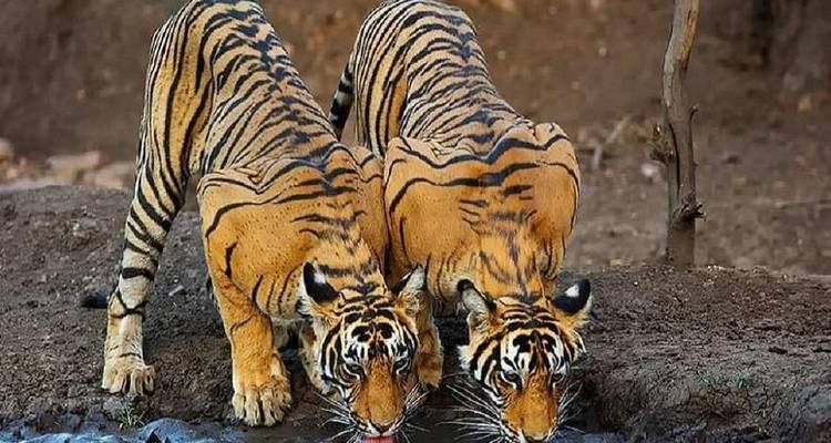 Circuit de 12 jours dans le Triangle d'Or avec Udaipur et safari tigre - Taj tour trips 8
