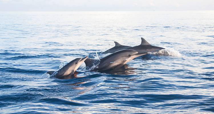 Dolphins swimming in the ocean.