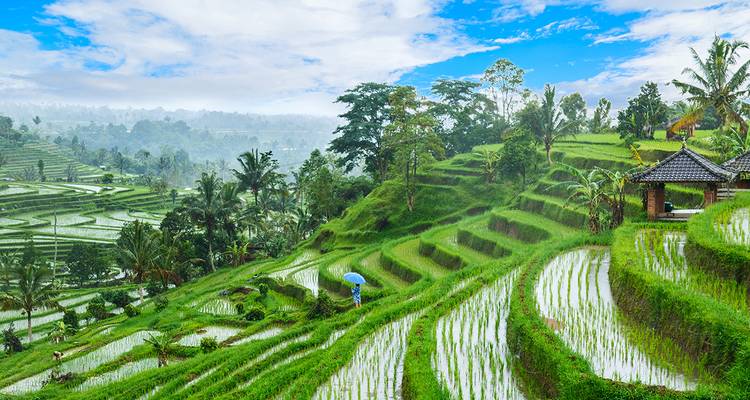 Terraced rice fields with a person holding an umbrella.