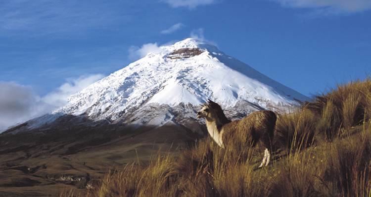 Ecuador & Galapagos Family Adventure - 12 days - On The Go Tours 5