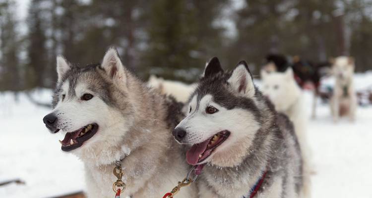 Portrait rapproché de deux chiens huskies dodus se tenant alertes dans un environnement enneigé