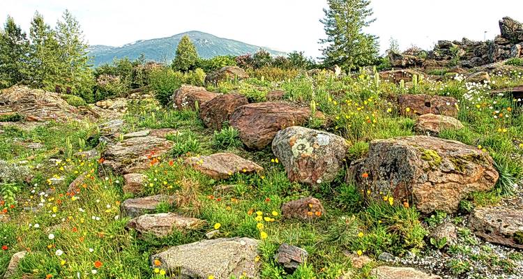 Jardin luxuriant avec des fleurs sauvages colorées, des rochers et des arbres avec une montagne en arrière-plan.