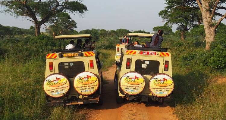 Two safari vehicles driving on a dirt track