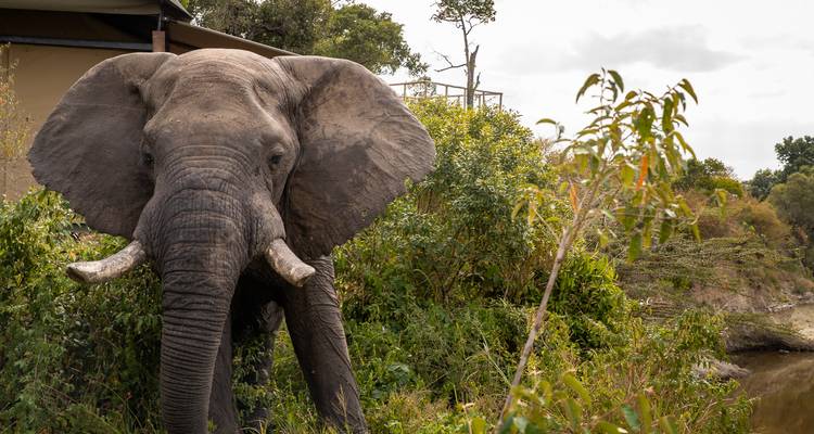 Expédition de 10 jours en Ouganda pour observer les primates et les Big Five - T.S TOURS 5