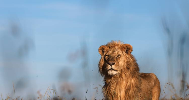Expédition de 10 jours en Ouganda pour observer les primates et les Big Five - T.S TOURS 3
