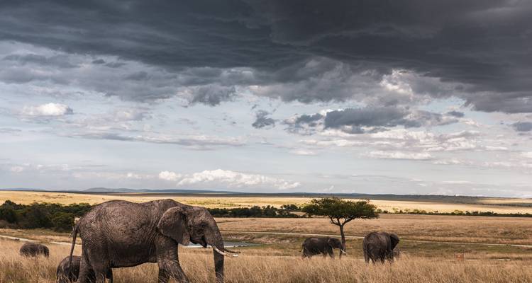 Expédition de 10 jours en Ouganda pour observer les primates et les Big Five - T.S TOURS 9