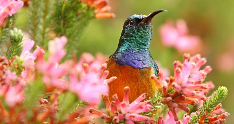 In the Kingdom of the Proteas (10 destinations) - DIAMIR Erlebnisreisen 1