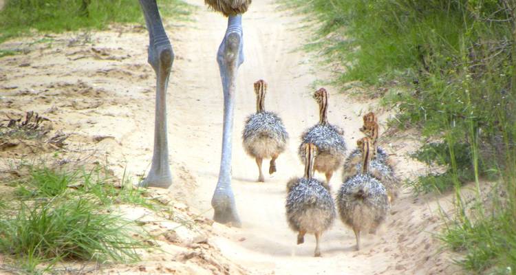 In the Kingdom of the Proteas (10 destinations) - DIAMIR Erlebnisreisen 2