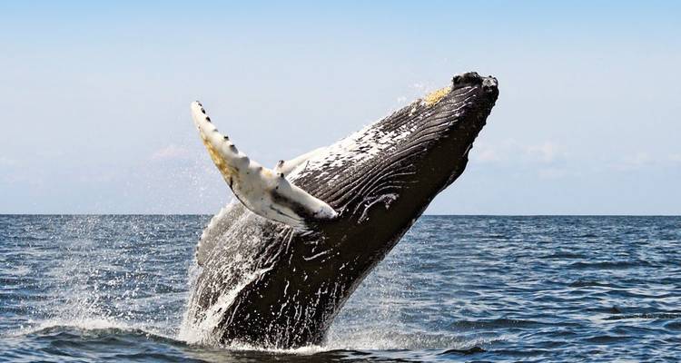 In the Kingdom of the Proteas (10 destinations) - DIAMIR Erlebnisreisen 10