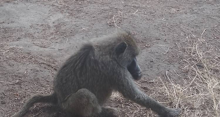 5 JOURS DE SAFARIS DE LUXE EN TANZANIE - Johnadventures 2