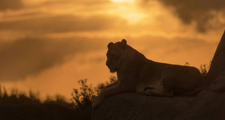 5 JOURS DE SAFARIS DE LUXE EN TANZANIE - Johnadventures 4