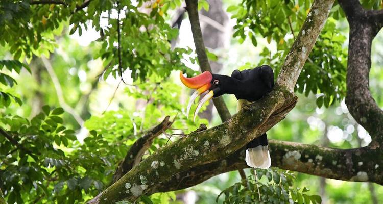 Aventure ferroviaire dans la jungle de Malaisie - Intrepid Travel 2