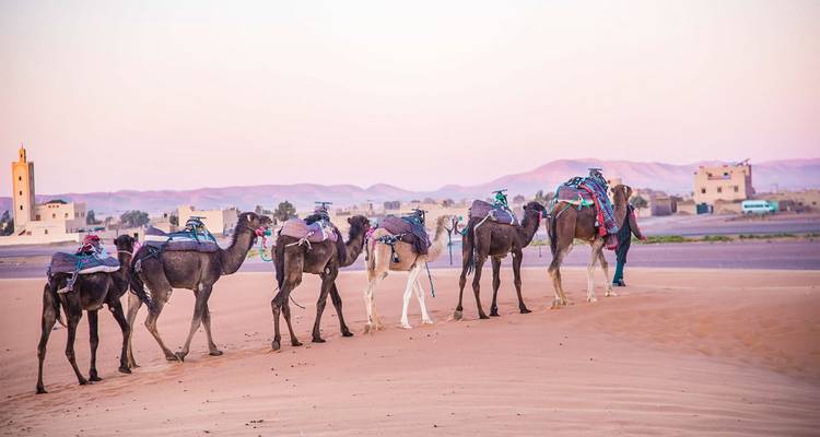 Caravan of saddled camels led by a guide walking across pink desert sands at dawn.