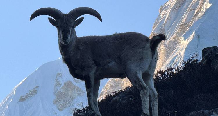 North Annapurna Base Camp Trek - World Himalayan Destination Pvt Ltd 4