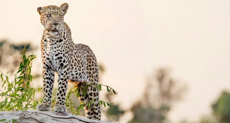 5 Day | Victoria Falls, Chobe National Park &  Okovango Delta Expolorer - Timeline Travel DMC 2