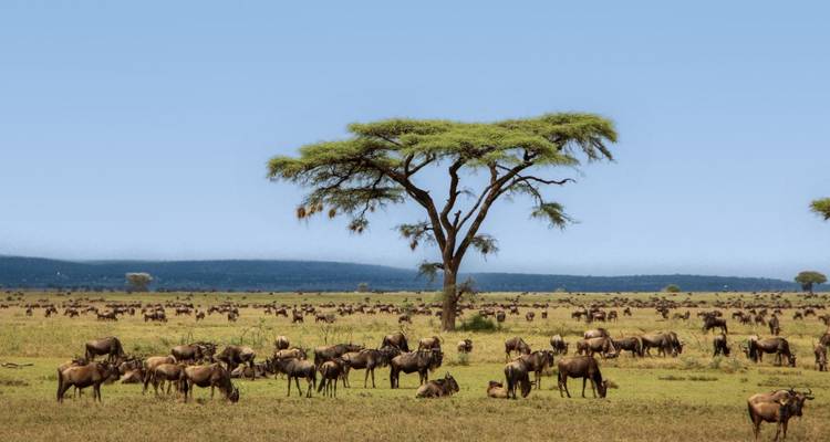 Gnoes grazend op de vlaktes met een acacia boom.