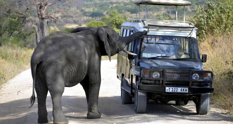 Olifant in interactie met een safariwagen.
