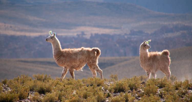 Deux lamas marchant dans un paysage herbeux avec des montagnes en arrière-plan.