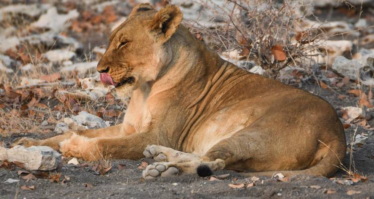 10 jours de safari tribal en camping en Namibie - Chameleon Safaris Namibia 3
