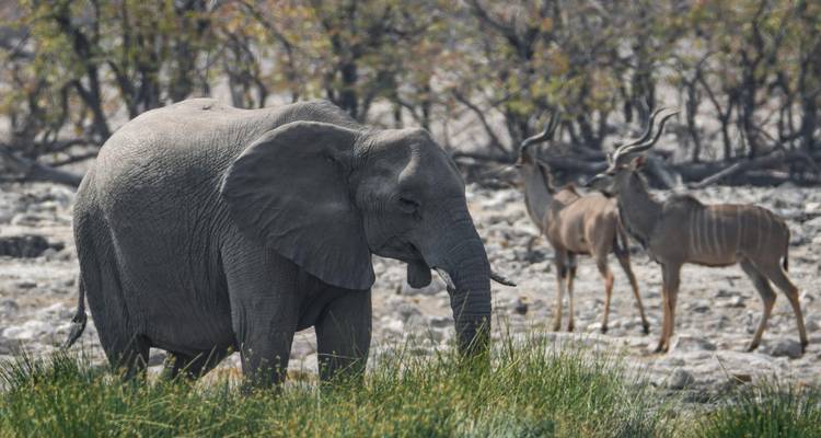 10 jours de safari tribal en camping en Namibie - Chameleon Safaris Namibia 7
