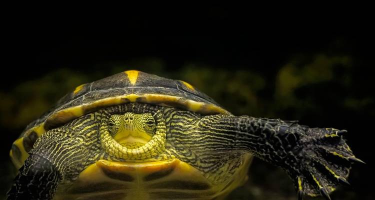 Close-up weergave van een schildpad tegen een donkere achtergrond.