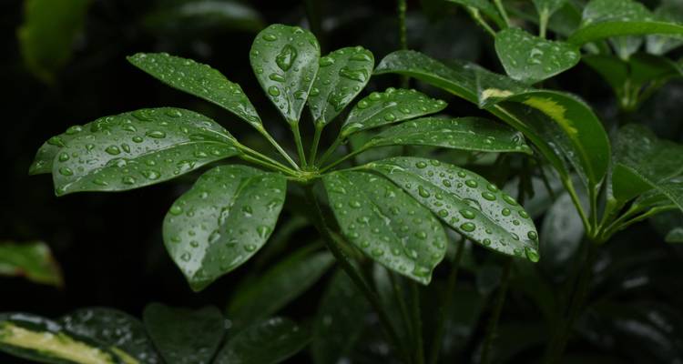 Close-up beeld van door regen doorweekte bladeren in een weelderige omgeving.