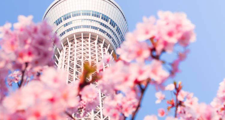 4-Day South Korea Tour: Seoul & DMZ - The Dragon Trip 9