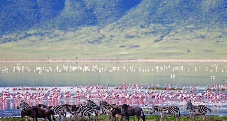 Zebras and flamingos near a waterbody with mountains in the background.