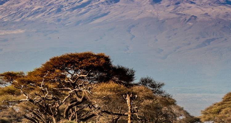 Les acacias aux sommets dorés avec les pentes bleues du Kilimandjaro s'élevant au-delà