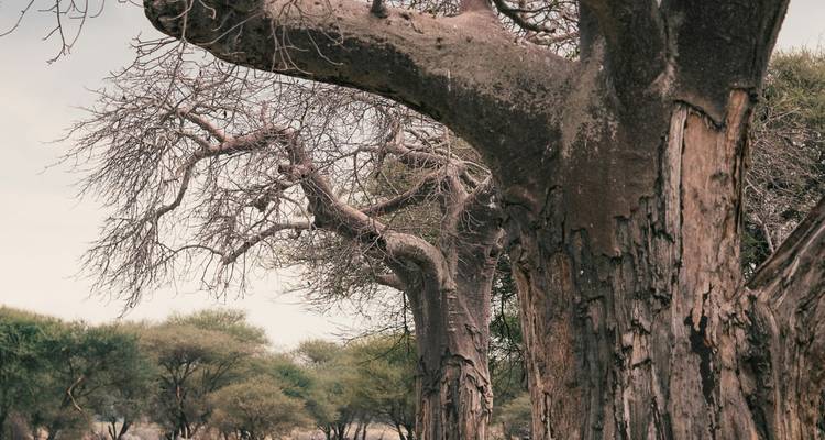 Gros plan détaillé d'écorce usée par le temps sur de grands arbres de savane avec forêt floue en arrière-plan