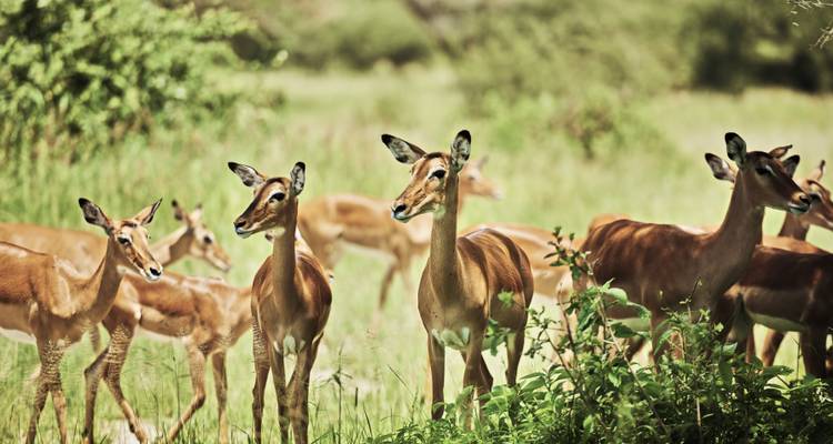 Troupeau d'impalas vigilants se tenant au milieu des herbes vertes et des arbustes de la savane