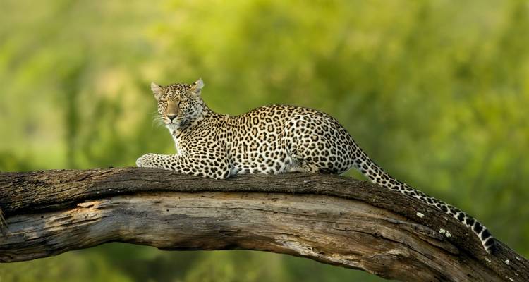 Un leopardo descansa elegantemente en una rama horizontal de árbol contra un suave bokeh verde.