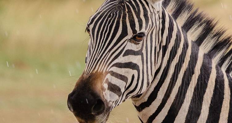 6 DÍAS MASAI MARA-L.NAKURU-AMBOSELI SAFARI ECONÓMICO CLÁSICO - Bencia Africa Adventure and Safaris 2