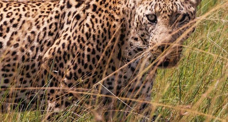6 DÍAS MASAI MARA-L.NAKURU-AMBOSELI SAFARI ECONÓMICO CLÁSICO - Bencia Africa Adventure and Safaris 3