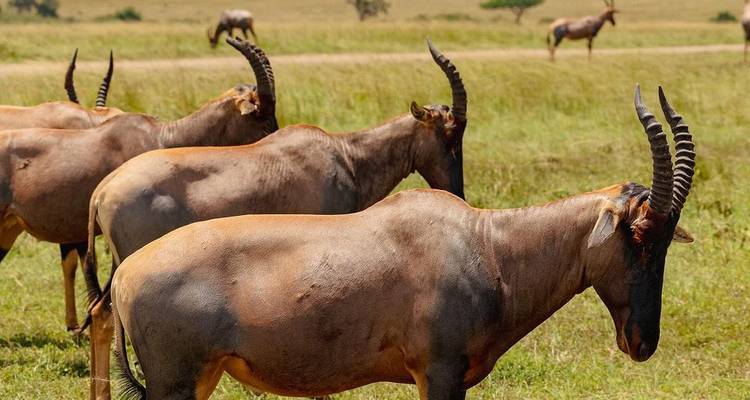 Safari budget de 5 jours au Masai Mara, au lac Nakuru et à Hell's Gate - Bencia Africa Adventure and Safaris 2