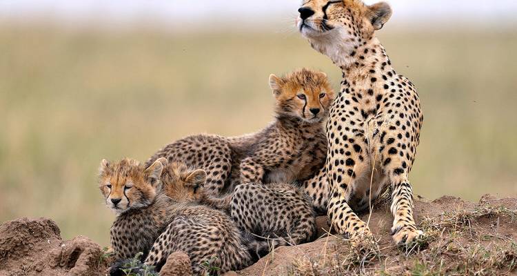 Guépard avec ses petits assis sur un monticule.