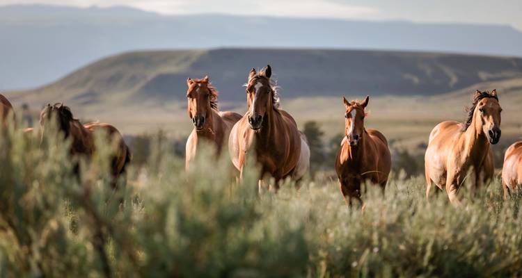 Un grupo de caballos salvajes galopando en un campo.