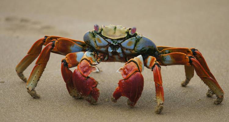Les merveilles de l'île de Santa Cruz - Authentic Ecuador 3